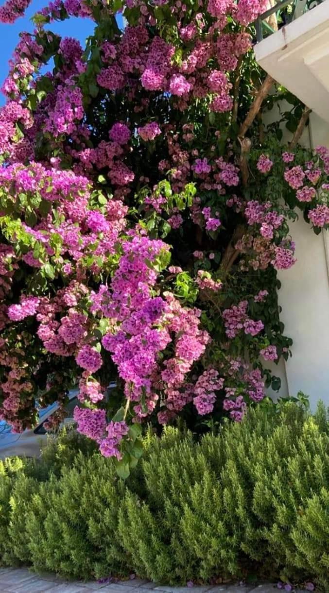 Pansion Palme Daire Drvenik  Dış mekan fotoğraf